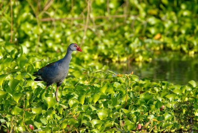 Purple Swamphen