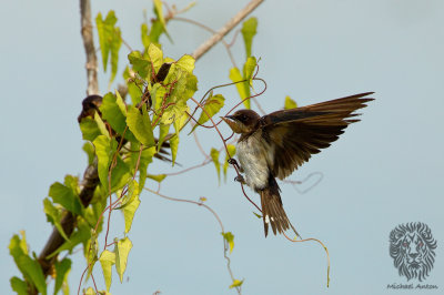 Barn Swallow
