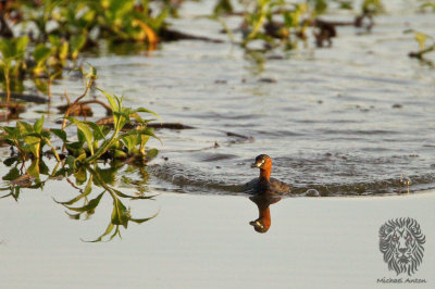 Little Grebe (Tachybaptus ruficollis)