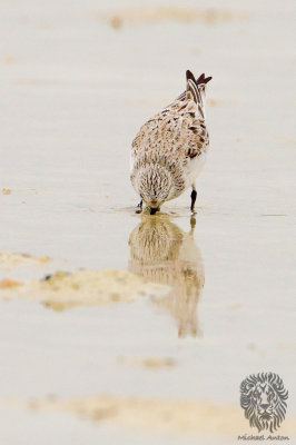 Sanderling