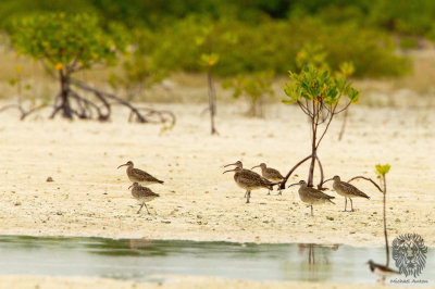 Whimbrel