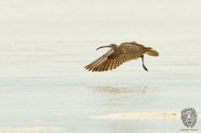 Whimbrel