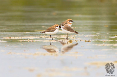 Plover, Kentish