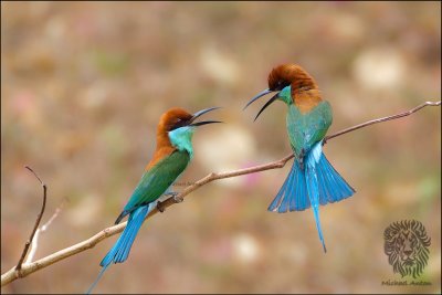 (2) Blue-Throated Bee-eater (FIGHT CLUB)