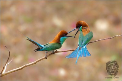 (3) Blue-Throated Bee-eater (FIGHT CLUB)