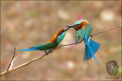 (4) Blue-Throated Bee-eater (FIGHT CLUB)