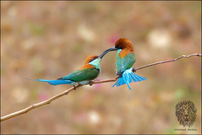 (6) Blue-Throated Bee-eater (FIGHT CLUB)