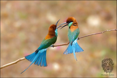 (7) Blue-Throated Bee-eater (FIGHT CLUB)