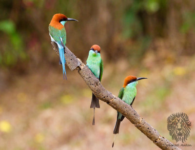 Blue Throated Bee-eater (Merops viridis)