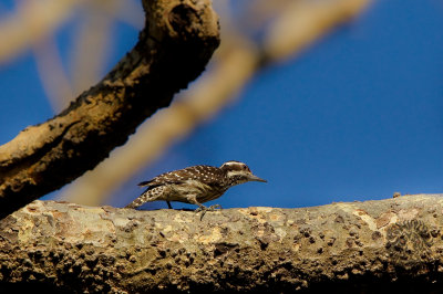 Philippine Pygmy Woodpecker