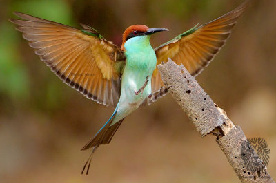 Blue Throated Bee-eater <i>(Merops viridis)<i/>