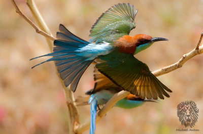 Blue Throated Bee-eater (Merops viridis)