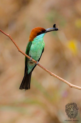 Blue Throated Bee-eater (Merops viridis)