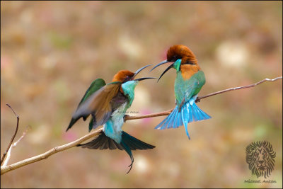 (5) Blue-Throated Bee-eater