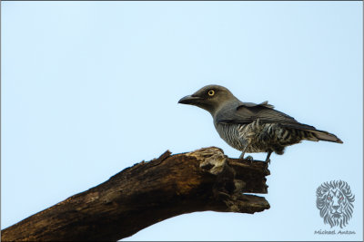 Bar-bellied Cuckoo-shrike (Coracina striata)