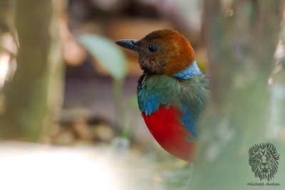 Red-Bellied Pitta 