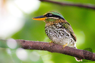Spotted Wood-Kingfisher (female)