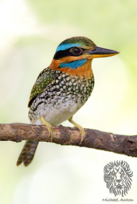 Spotted Wood-Kingfisher (male)