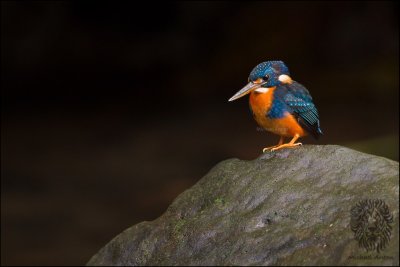 Northern Indigo-banded Kingfisher (Alcedo cyanopectus)