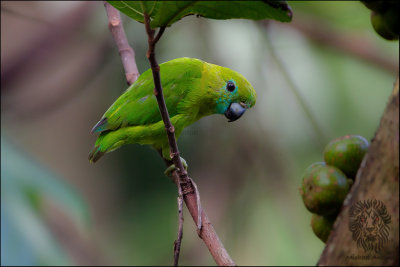 Lorikeets-Cockatoos-Parrots