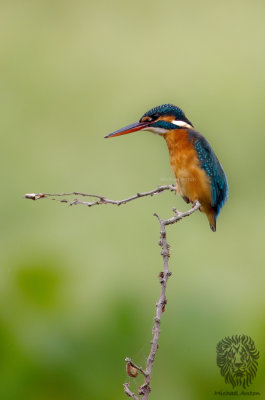 Common Kingfisher