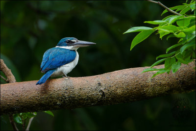 Collared Kingfisher  (Todiramphus chloris)