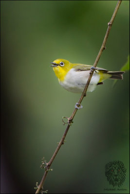 Lowland White-eye (Zosterops meyeni) 