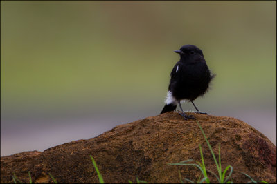 Pied Bushchat (Saxicola caprata)