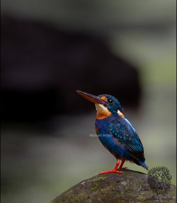 Northern Indigo-banded Kingfisher (Alcedo cyanopectus)