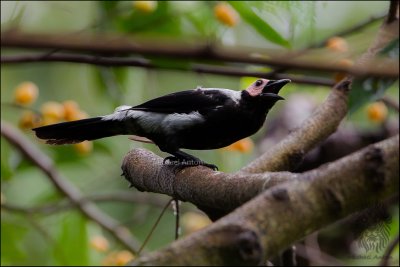 Coleto (Sarcops calvus)