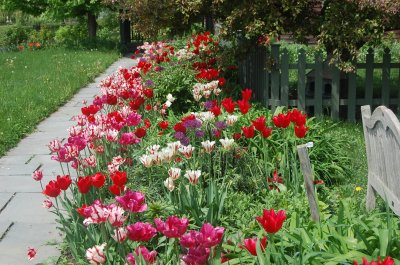 Spring Tulips, Skaneateles, NY
