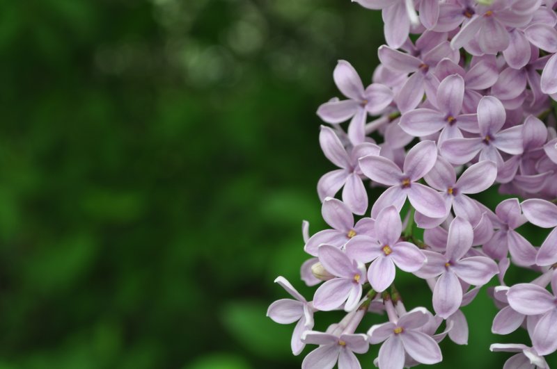 Peaceful Lilacs