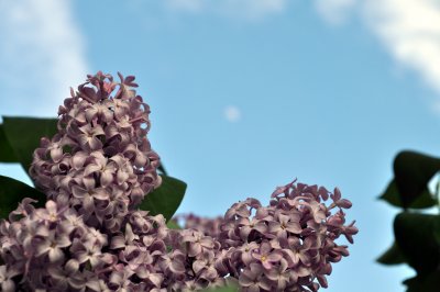 Lilacs in the evening sky