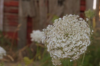 Queen Annes Lace by the barn.jpg
