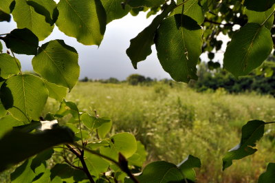 A view from a summer tree