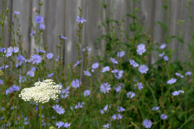 Barn Flowers