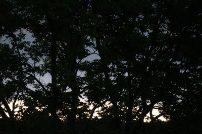 Summer morning full tree silhouette