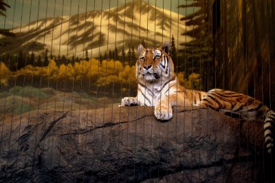 A beautiful cat