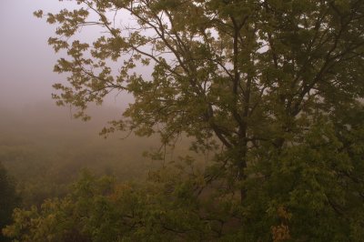 Fall field on a foggy morning