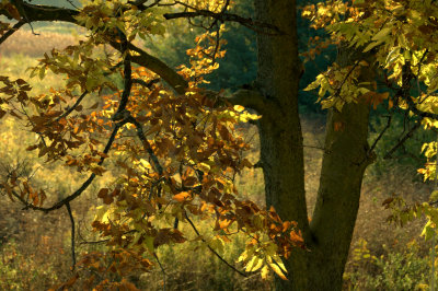 Turning leaves