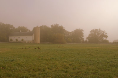 White Barn on a foggy morning