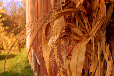 Fall Stalk.jpg