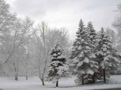 Soft winter trees
