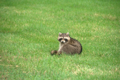 Racoon cute