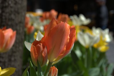 Urban Tulips 2