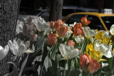 Artsy Urban Tulips