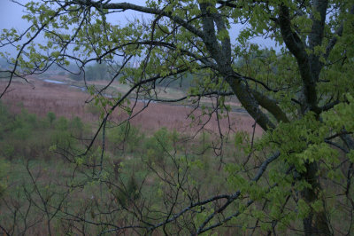 The Beauty of a Dreary Spring Day