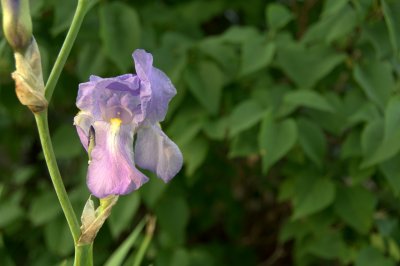 Garden Iris