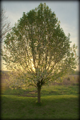 A lovely morning pear tree