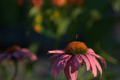 Small bee Big flower